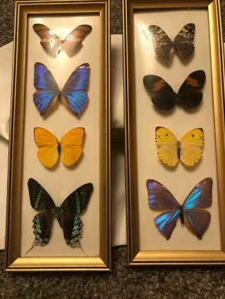 A Set Of Two Framed Real Butterflies
