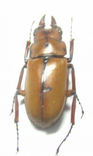 O001 Lucanidae: Prosopocoilus Isogaii Male 20mm A -
