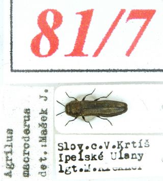 81 - 7 Buprestidae - Old Coll.  - Agrilus Macroderus Abeille De Perrin,  1897