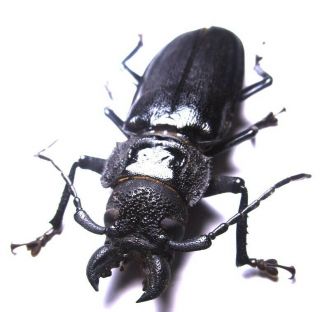 Cerambycidae Prioninae Physopleurus Rugosus 73mm From Peru
