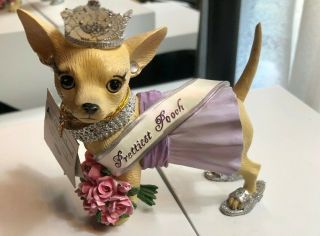 Aye Chihuahua " Pageant " Prettiest Pooch - No Box 13334