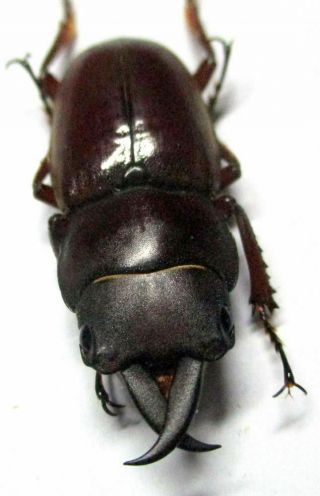 R005 Lucanidae: Prosopocoilus Julietae Male 28mm