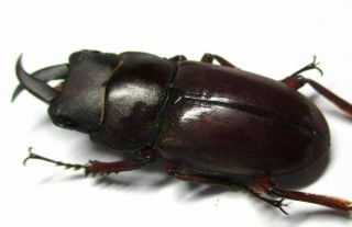 r005 Lucanidae: Prosopocoilus julietae male 28mm 2