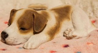 Lying Down Sleeping Jack Russell Puppy - Life Like Figurine Statue Home / Garden