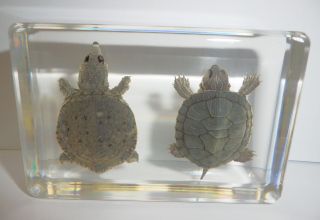 Farmed Softshell Turtle & Red - Eared Slider Turtle Set Clear Education Specimen