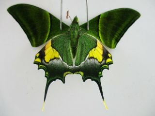 Pa4799.  Unmounted Butterflies: Teinopalpus Imperialis.  North Vietnam.  Yen Bai