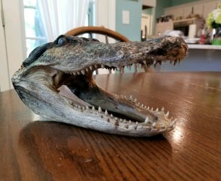 8 " Alligator/ Crocodile Head/skull