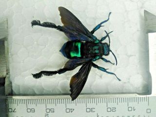 Hymenoptera Euglossini (orchid Bees) Color N°04 From - Peru