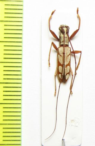 Cerambycidae,  Olenecamptus Albidus,  Cote D 