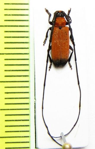 Cerambycidae Sp. ,  Malaysia,  Borneo