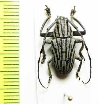 Cerambycidae,  Choeromorpha Albofasciata,  Malaysia,  Pahang