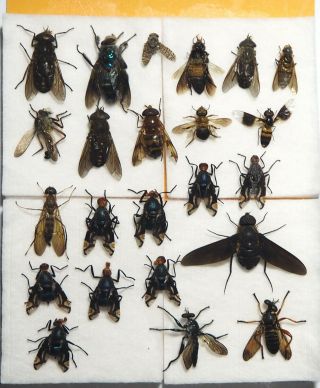 Diptera,  23 From Mount Bawang.  West Kalimantan.