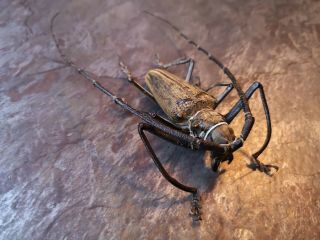 Monster Batocera Wallacei 84.  5mm Cerambycidae A1