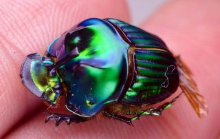 Oxysternon Palaemon Pair A1 Unmounted Scarabaeinae Scarabaeidae Coleoptera