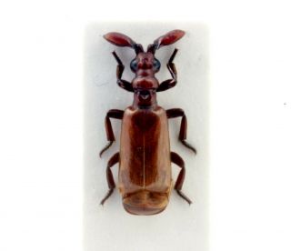 Coleoptera Beetles Carabidae Paussinae Paussus (katapaussus) Thomsoni
