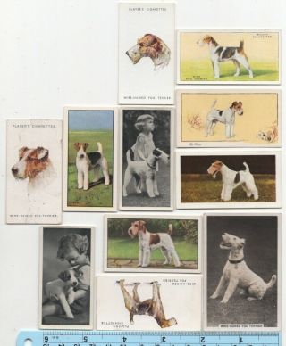 Wire Haired Foxterrier Dog Pet Canine 11 Different Vintage Ad Trade Cards 4
