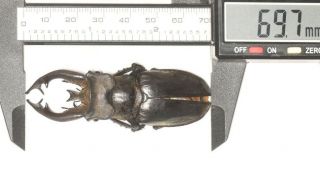 Lucanidae Lucanus Thibetanus Ssp.  69.  7mm W.  Yunnan