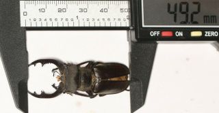 Beetle Lucanidae Lucanus Prossei 49.  2mm Yunnan
