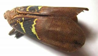 A018 Fulgoridae: Penthicodes Species? 35mm