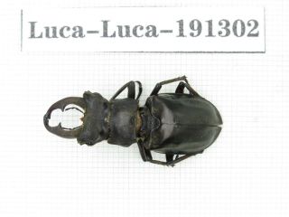Beetle.  Lucanus Liupengyui.  China,  Tibet,  Motuo County.  1m.  191302.