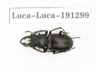 Beetle.  Lucanus Liupengyui.  China,  Tibet,  Motuo County.  1m.  191299.