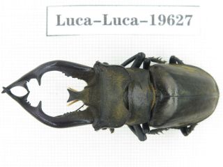 Beetle.  Lucanus Tibetanus Ssp.  Myanmar,  Kechin,  Nanse.  1m.  19627.