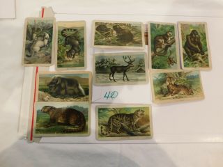 Arbuckle Bros.  Coffee Litho Cards 10 Animals Taguan Ermine Gorilla Yak Lynx 40