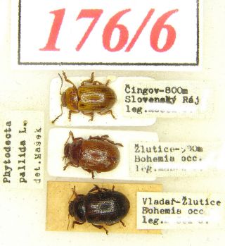 176 - 6 Chrysomelidae - Phytodecta Pallida (linnaeus,  1758) - Form