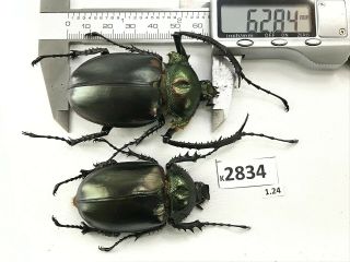 K2834 Unmounted Beetle Euchiridae Cheirotonus 62.  84mm Vietnam Central