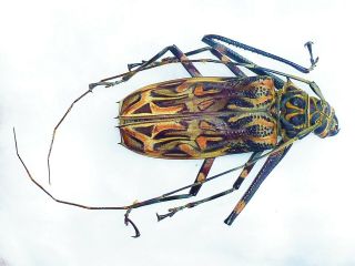 Acrocinus Longimanus Female 60mm Cerambycidae Ecuador