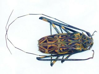 Acrocinus Longimanus Male Very Big 58mm,  Cerambycidae Ecuador