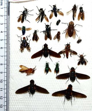 Diptera,  22 From Mount Bawang.  West Kalimantan.  (37)