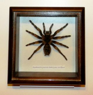 Acanthoscuria Juruenicola.  Real Spider In Frame Wood