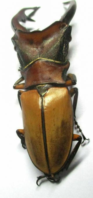 k014 Lucanidae: Cyclommatus alagari male 60mm 3