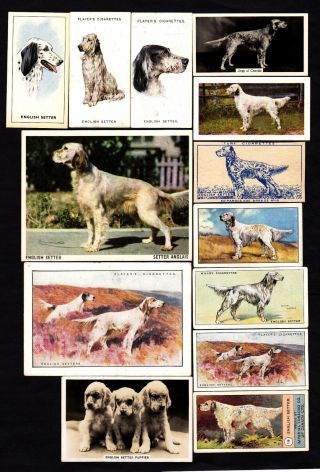 20 Different Vintage English Setter Tobacco/candy/tea/promo Dog Cards