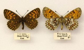 Heath Fritillary - Two Specimens - British Butterfly