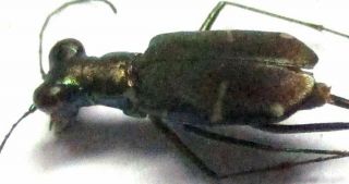 E010 Cicindelidae: Cylindera Species? 6.  5mm A -