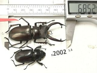 K2002 Unmounted Beetle Lucanus Dongi Rare Vietnam Central