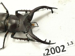K2002 Unmounted beetle lucanus DONGI rare Vietnam CENTRAL 2