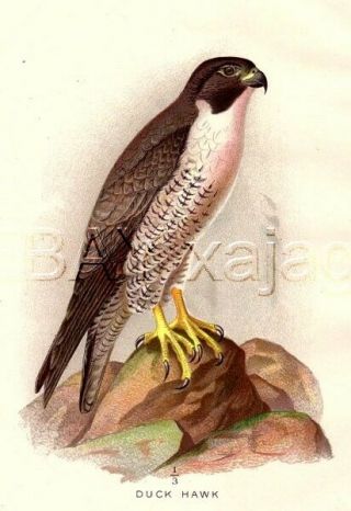 Bird Peregrine Falcon,  1897 Antique Print
