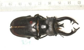 Beetle Lucanidae Lucanus Thibetanus Gennestieri 70mm W.  Yunnan