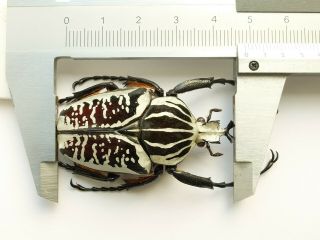 Cetoniinae Goliathini Goliathus Albosignatus Male 48,  5mm