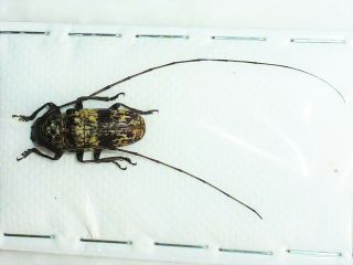 Very Rare Cerambycidae Prosopocera Hintzi Male Huge Cameroon