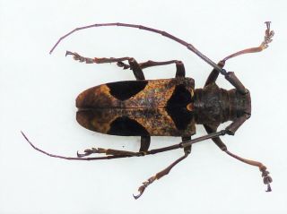 Very Rare Cerambycidae Odobtolamia Stellata Female Huge Cameroon