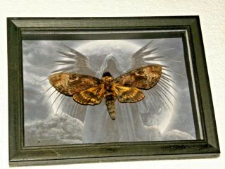 Real Framed Death Head Moth Butterfly Mounted Shadowbox Gift Insect Taxidermy