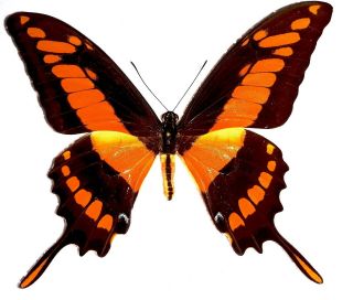 Papilio Thoas.  Red Orange Form.  Peru.  Very Rare