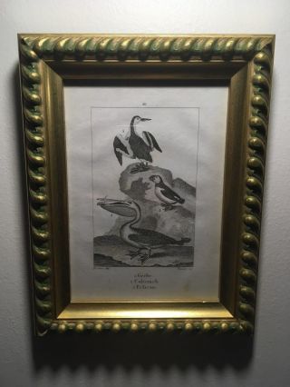 Framed Antique Copper Plate Engraving From 1805 Of Birds - Grebe,  Pelican,  Culterneb