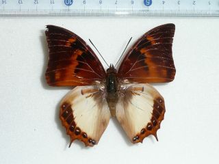 Charaxes Madensis Male From Buru Is.  Indonesia