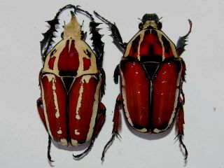 Mecynorrhina Ugandensis Pair Special Colour,  Male 57 Mm A,  Female 50 Mm B