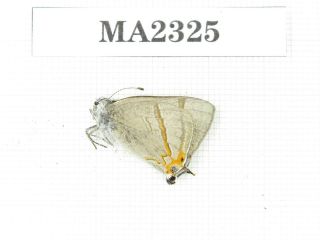 Butterfly.  Lycanidae Sp.  China,  W Sichuan,  Batang.  1m.  Ma2325.